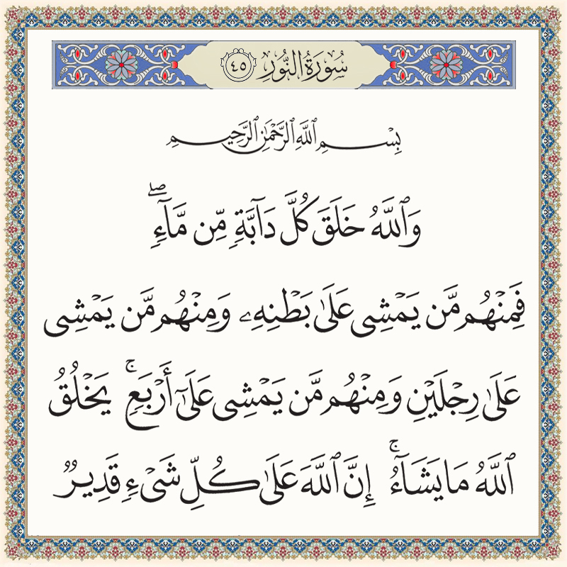 والله خلق كل دابة من ماء فمنهم من يمشي على بطنه 024045 1 024045 – القرآن الكريم بدقة غير مسبوقة - جودة عالية جدا