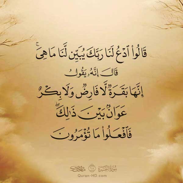 002068 قالوا ادع لنا ربك يبين لنا ما هي &ndash; القرآن الكريم بدقة غير مسبوقة - جودة عالية جدا